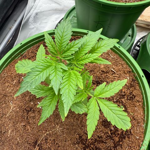 Falcone growlog timeline photo