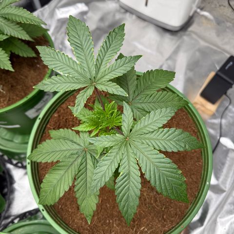 Laser Fuel growlog timeline photo