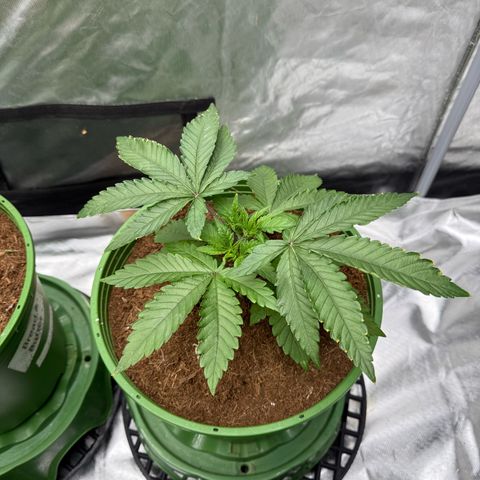 Fx3 growlog timeline photo
