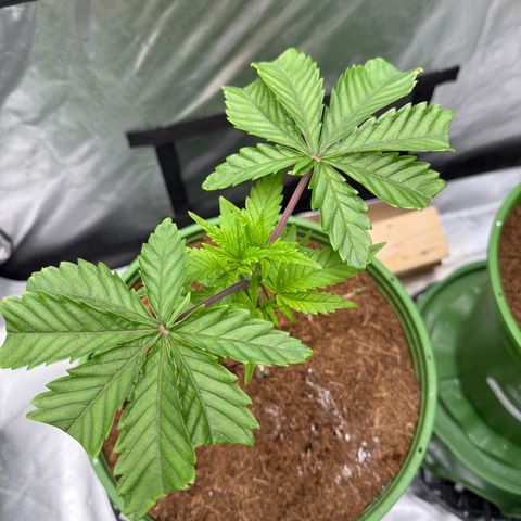 Kacklesnatch growlog timeline photo