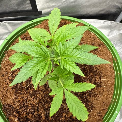 Falcone growlog timeline photo
