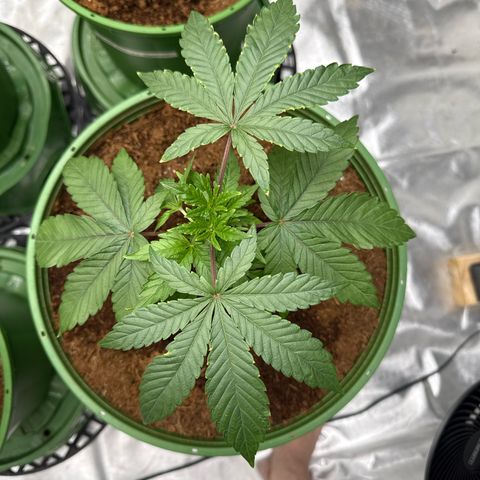 Laser Fuel growlog timeline photo