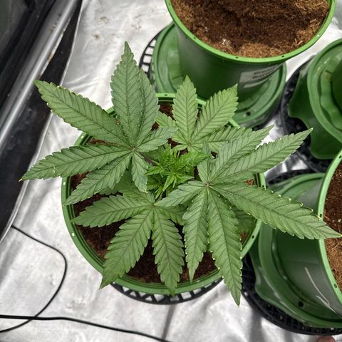 Fx3 growlog timeline photo