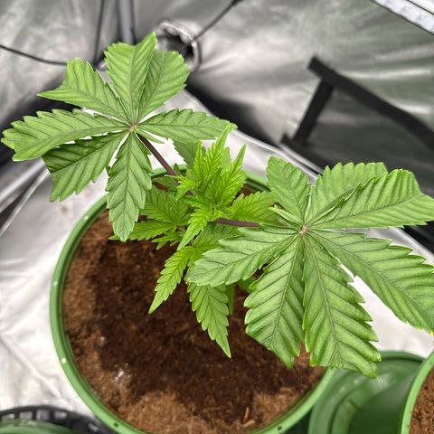 Kacklesnatch growlog timeline photo