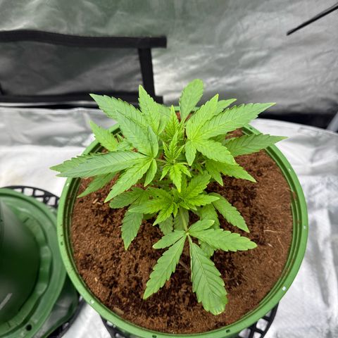 Falcone growlog timeline photo