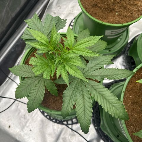 Fx3 growlog timeline photo