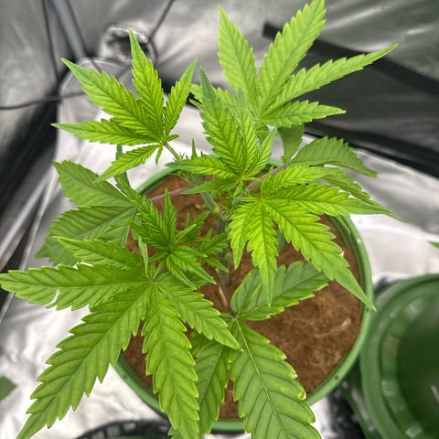 Kacklesnatch growlog timeline photo