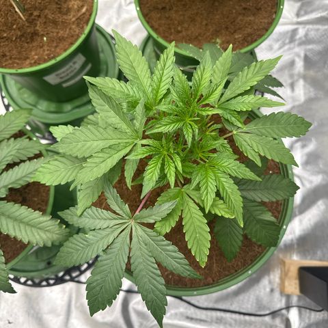 Laser Fuel growlog timeline photo