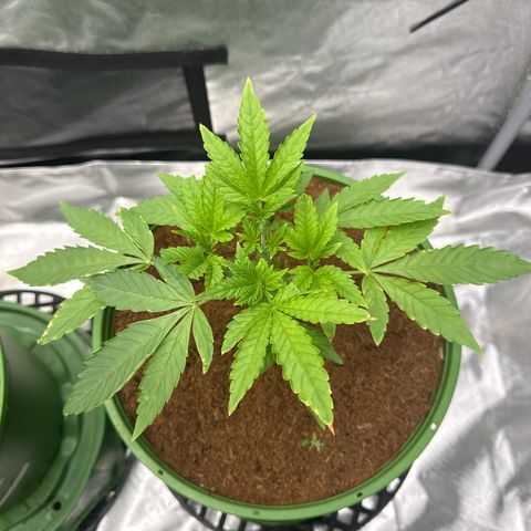 Falcone growlog timeline photo