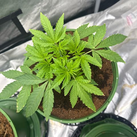Falcone growlog timeline photo