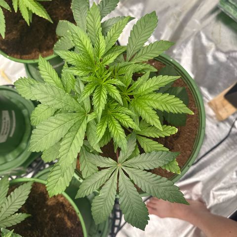 Laser Fuel growlog timeline photo