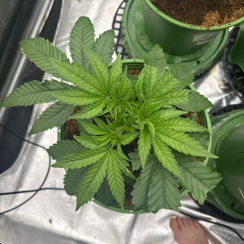 Fx3 growlog timeline photo