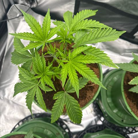 Kacklesnatch growlog timeline photo