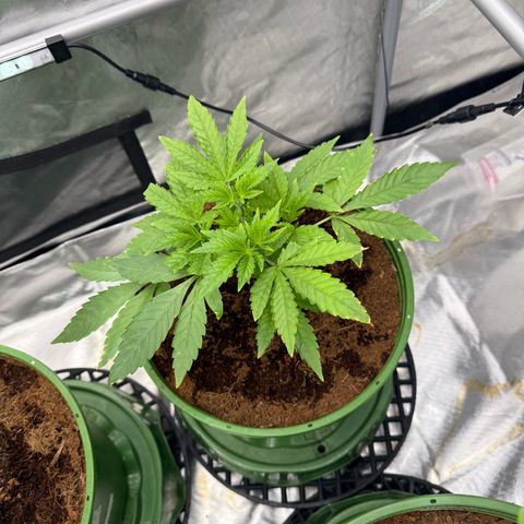 Falcone growlog timeline photo