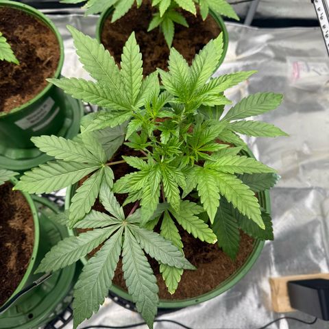 Laser Fuel growlog timeline photo