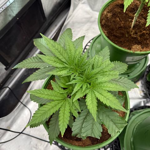 Fx3 growlog timeline photo
