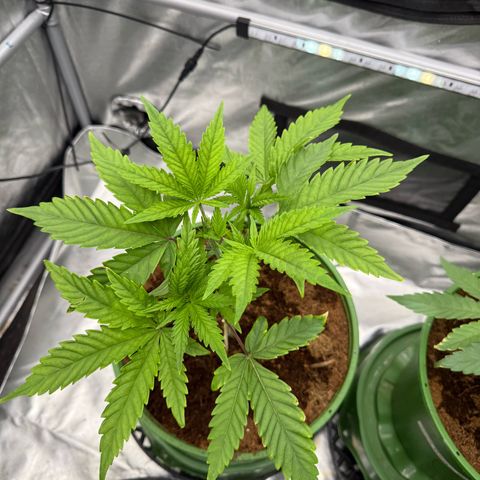 Kacklesnatch growlog timeline photo