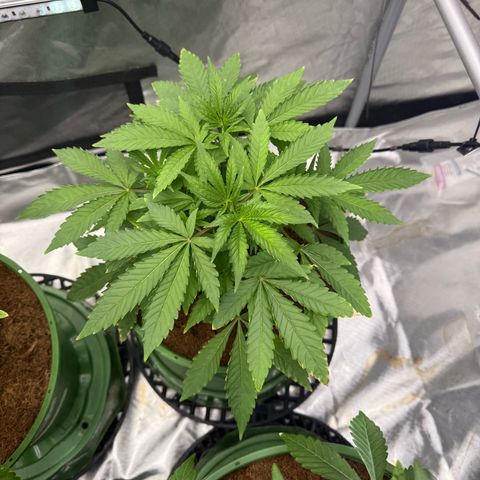 Falcone growlog timeline photo