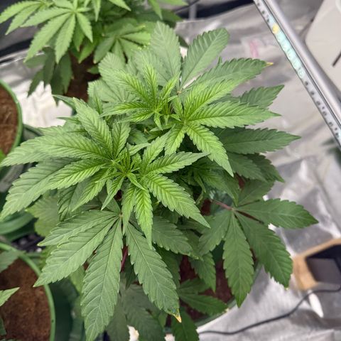 Laser Fuel growlog timeline photo