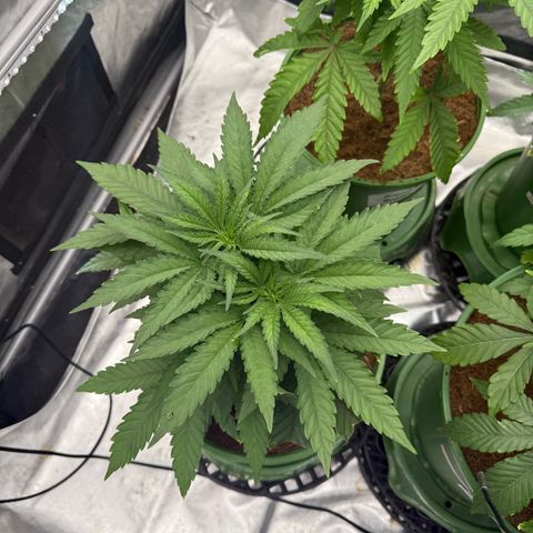 Fx3 growlog timeline photo
