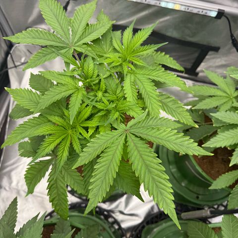 Kacklesnatch growlog timeline photo