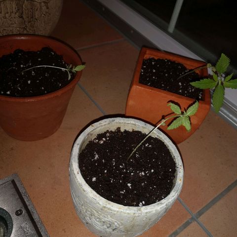 Unbekannte Sorte growlog photo