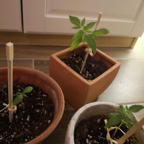 Unbekannte Sorte growlog photo