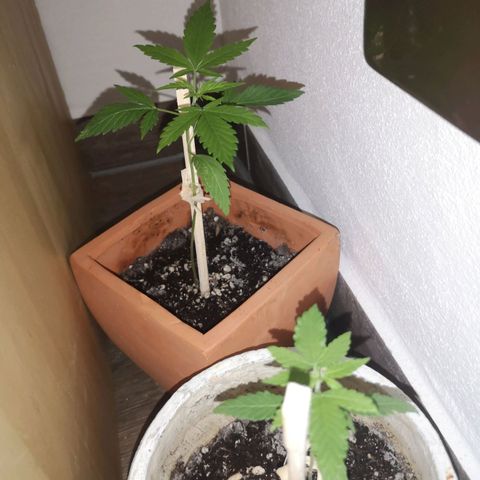 Unbekannte Sorte growlog photo