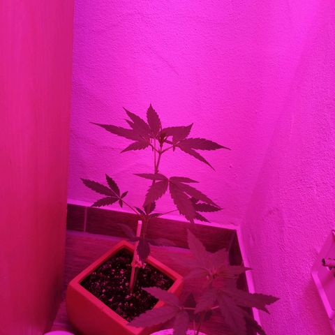 Unbekannte Sorte growlog photo