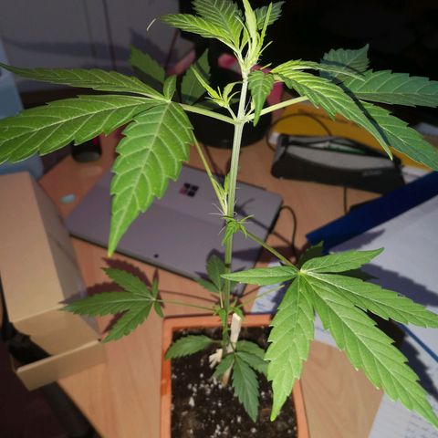 Unbekannte Sorte growlog photo