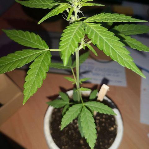Unbekannte Sorte growlog timeline photo