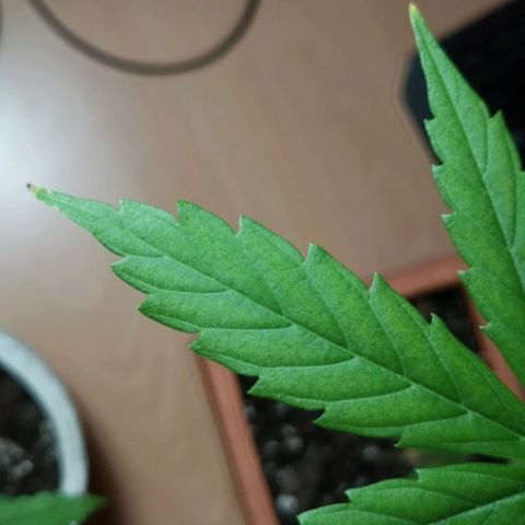 Unbekannte Sorte growlog photo: Ph Senker wurde ausgetestet. Gießwasser wurde nach mehreren Versuchen auf einen PH-Wert von 6.35 runter reduziert.
Leider sieht man durch die vorherigen Tage, als der PH-Wert höher gelegen hat minimale Gelbfärbung an ein paar Blättern. ( Gelbfärbung - > unzureichende Nährstoffaufnahme, wegen schlechten PH-Wert ) 