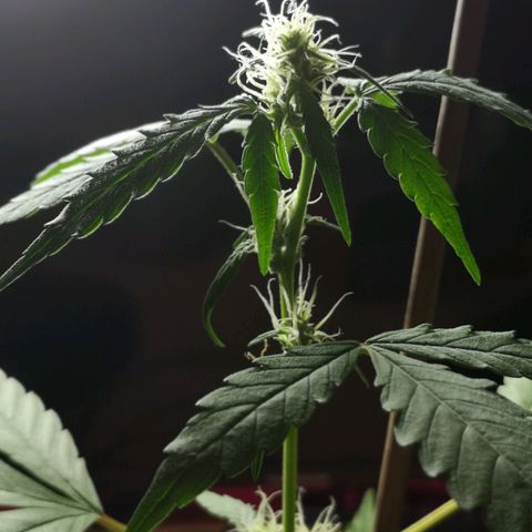 Unbekannte Sorte growlog photo: Ungegossen, Blätter hängen runter
