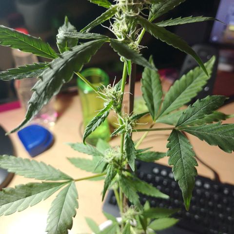 Unbekannte Sorte growlog photo: Kleine Pflanze