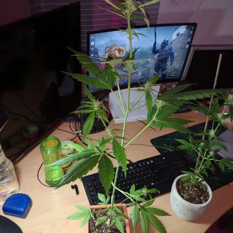 Unbekannte Sorte growlog photo: Größe Pflanze