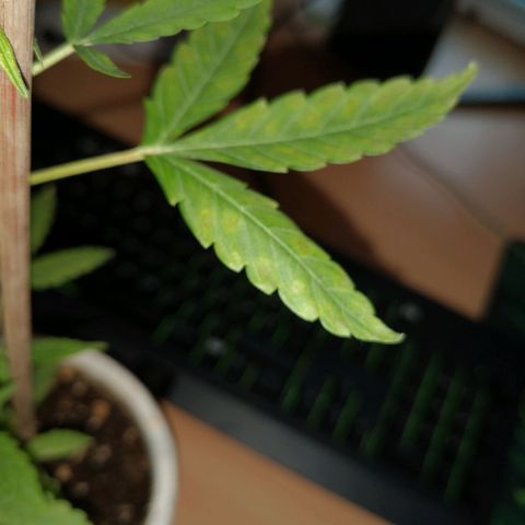 Unbekannte Sorte growlog photo: Dunkle gelb-braune Flecken an den Blättern