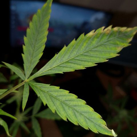 Unbekannte Sorte growlog photo: Größe Pflanze