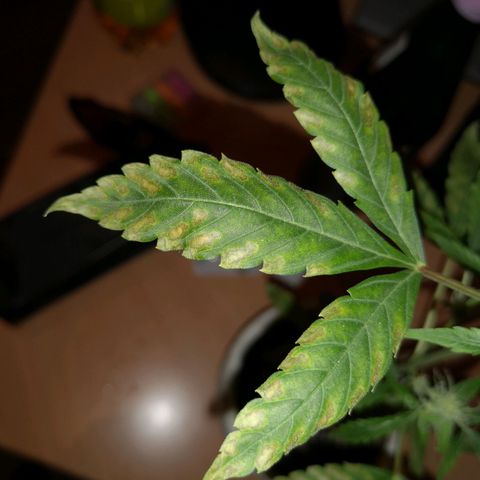 Unbekannte Sorte growlog photo: Kleine Pflanze