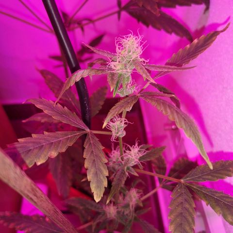 Unbekannte Sorte growlog photo: Kleine Pflanze