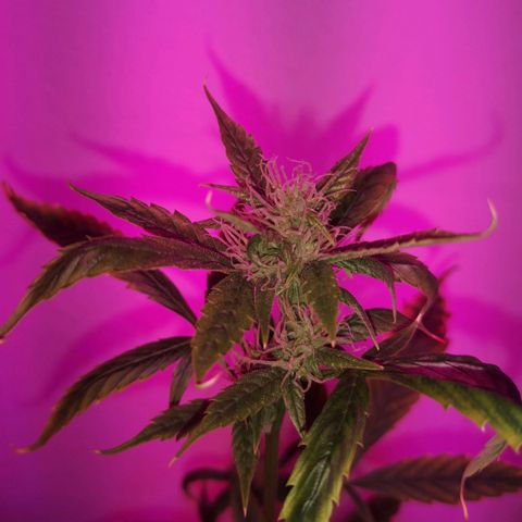 Unbekannte Sorte growlog photo: Größe Pflanze