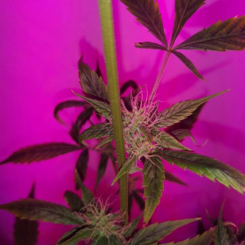 Unbekannte Sorte growlog photo: Größe Pflanze