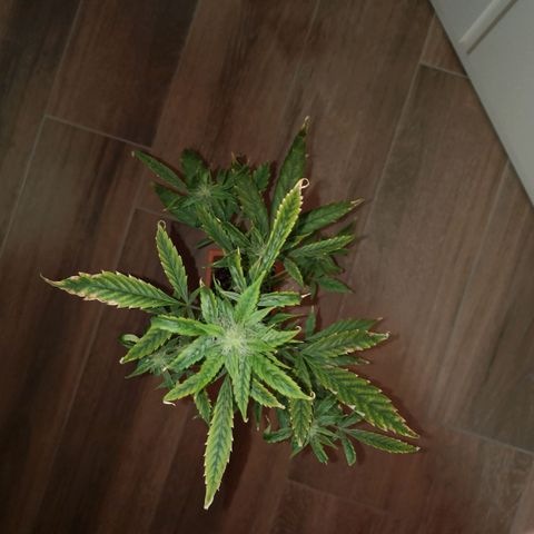 Unbekannte Sorte growlog photo: Große Pflanze