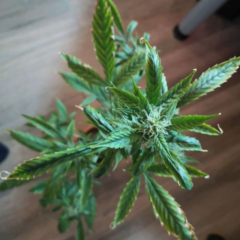 Unbekannte Sorte growlog photo: Große Pflanze