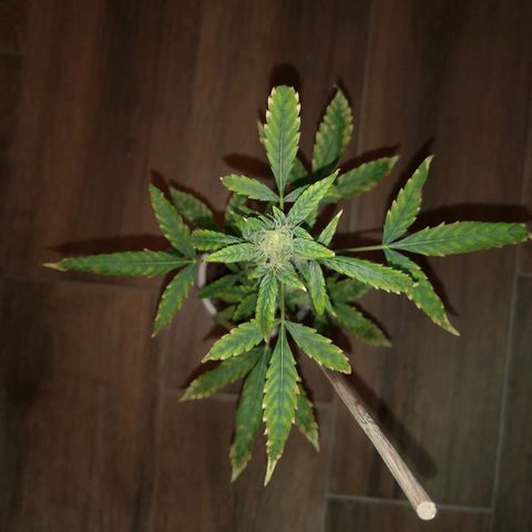 Unbekannte Sorte growlog photo: Kleine Pflanze