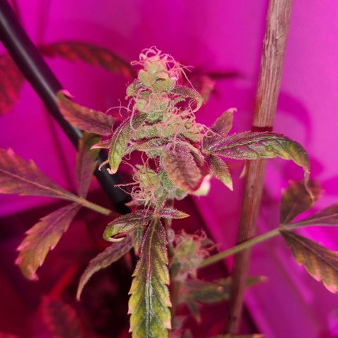 Unbekannte Sorte growlog timeline photo