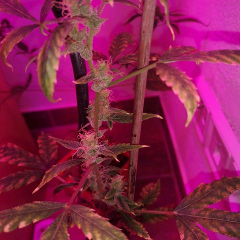 Unbekannte Sorte growlog timeline photo