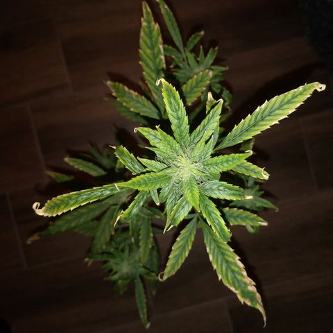 Unbekannte Sorte growlog timeline photo