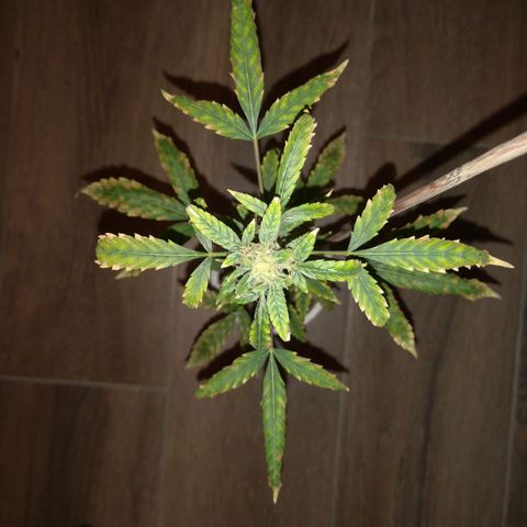 Unbekannte Sorte growlog timeline photo