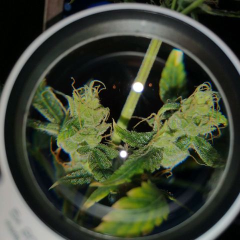 Unbekannte Sorte growlog photo: Bud der kleinen Pflanze