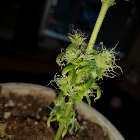 Unbekannte Sorte growlog photo: Kleine Pflanze und abgeschnitten Blätter